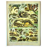 Gravure ancienne 1897 A. Millot - Reptiles, animaux