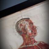 Anatomical poster