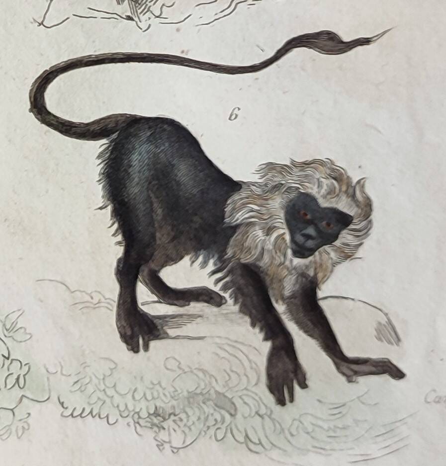 Original zoological plate "Guinea Monkey, Camail, Roloway - Buffon 1838"