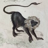 Original zoological plate "Guenon, Camail, Roloway,... - Buffon 1838