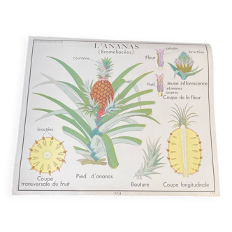 Nightingale edition school poster “the pineapple” and “the banana tree”