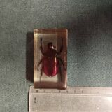 Beetle resin block