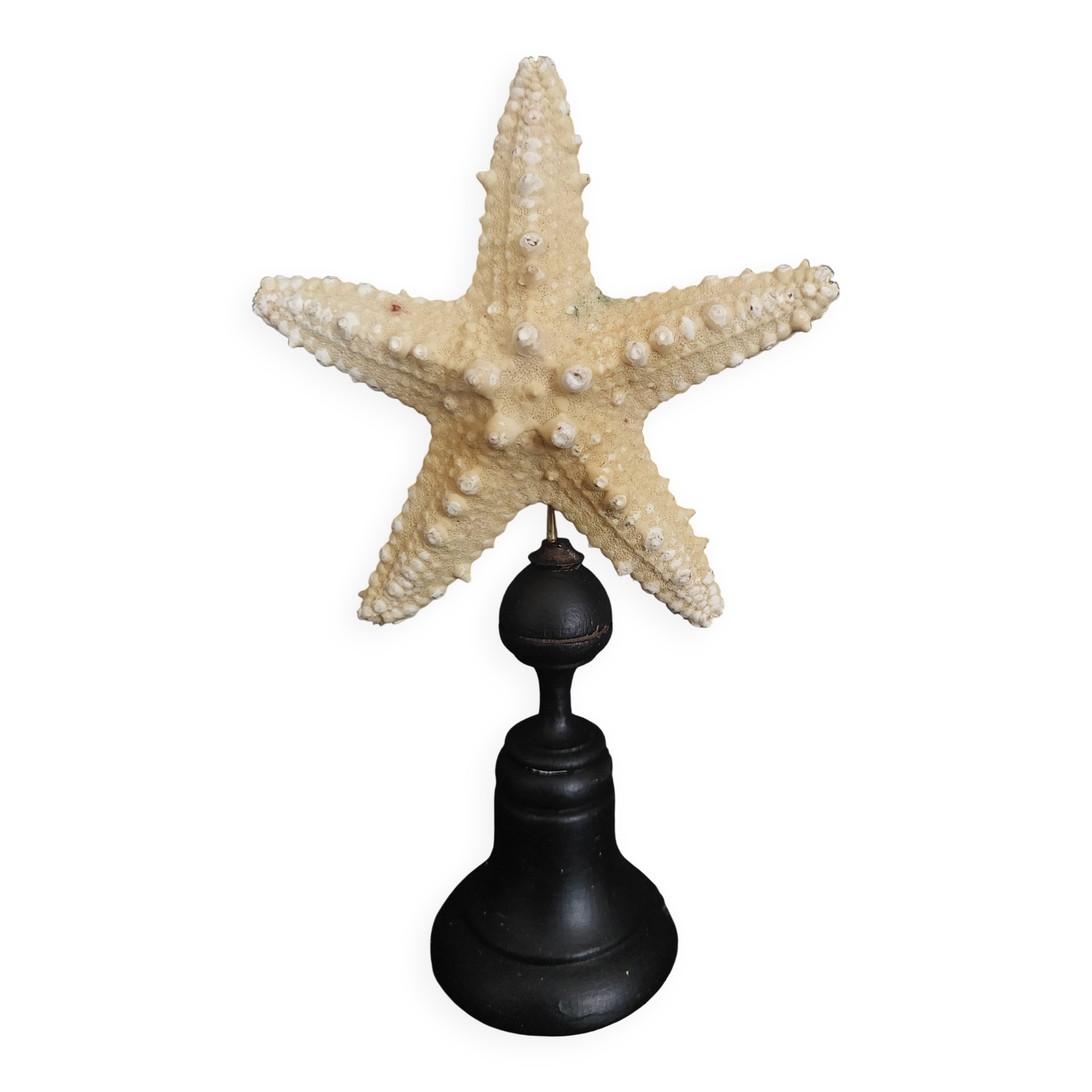 Cabinet of Curiosities starfish protoreaster nodosus on base