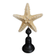 Cabinet of Curiosities starfish protoreaster nodosus on base