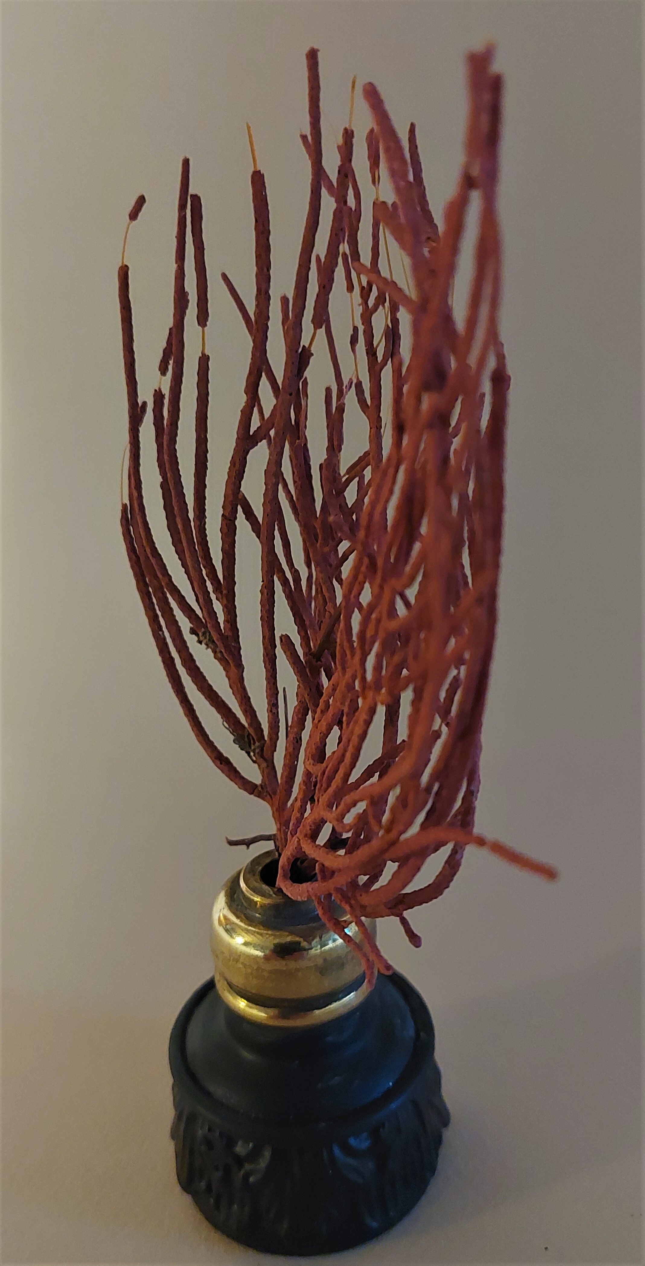 Cabinet of Curiosities red coral ellisella ceratophyta on base