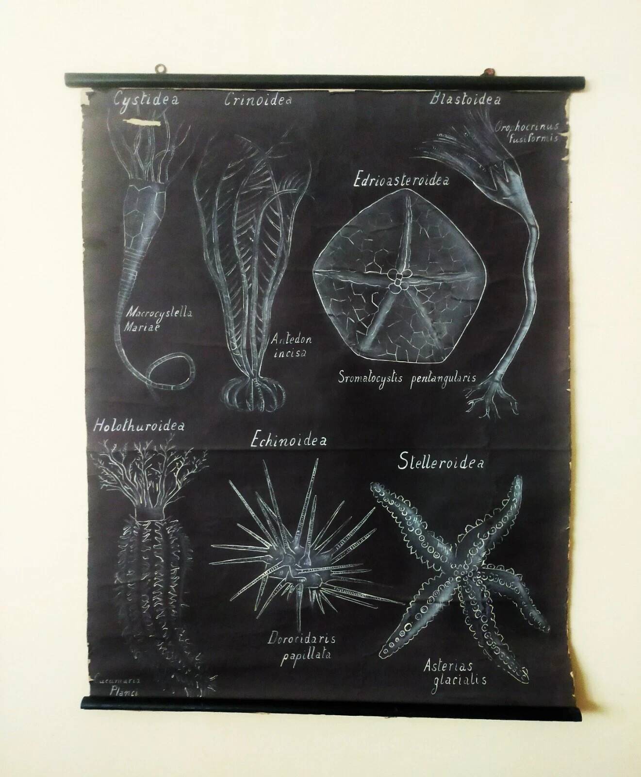 Rare educational grand tableau hand-drawn of extinct echinoderms, 19th century.