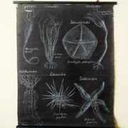 Rare educational grand tableau hand-drawn of extinct echinoderms, 19th century.