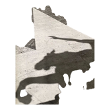 Black and white silver photography early twentieth century