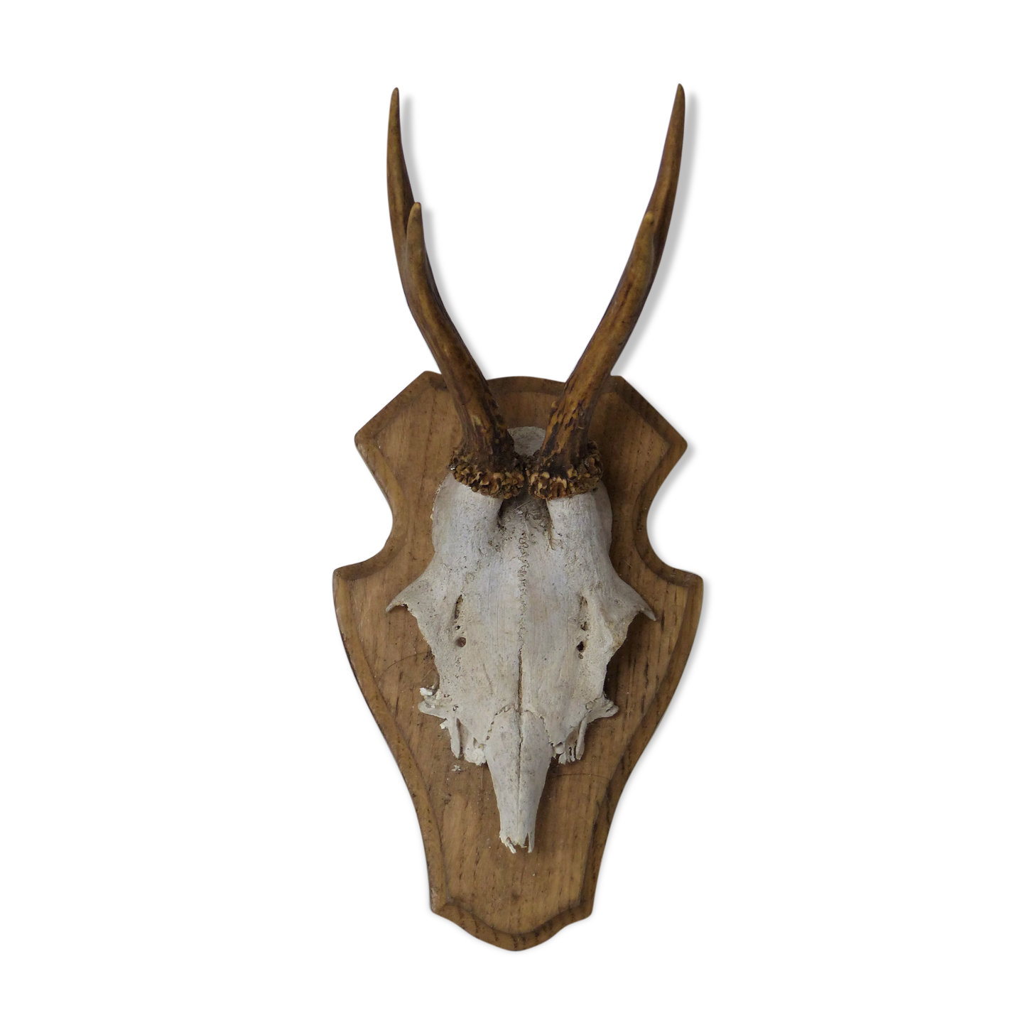 Deer massacre trophy