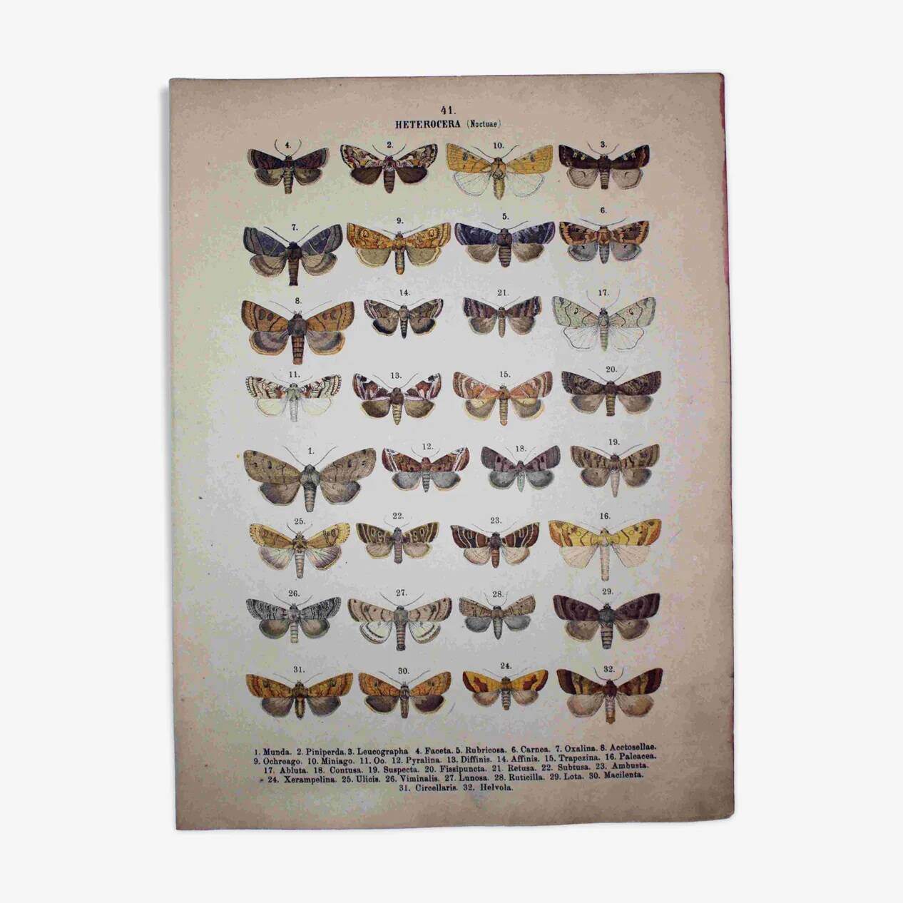 Set of 4 antique butterfly engravings (19th century lithographs)