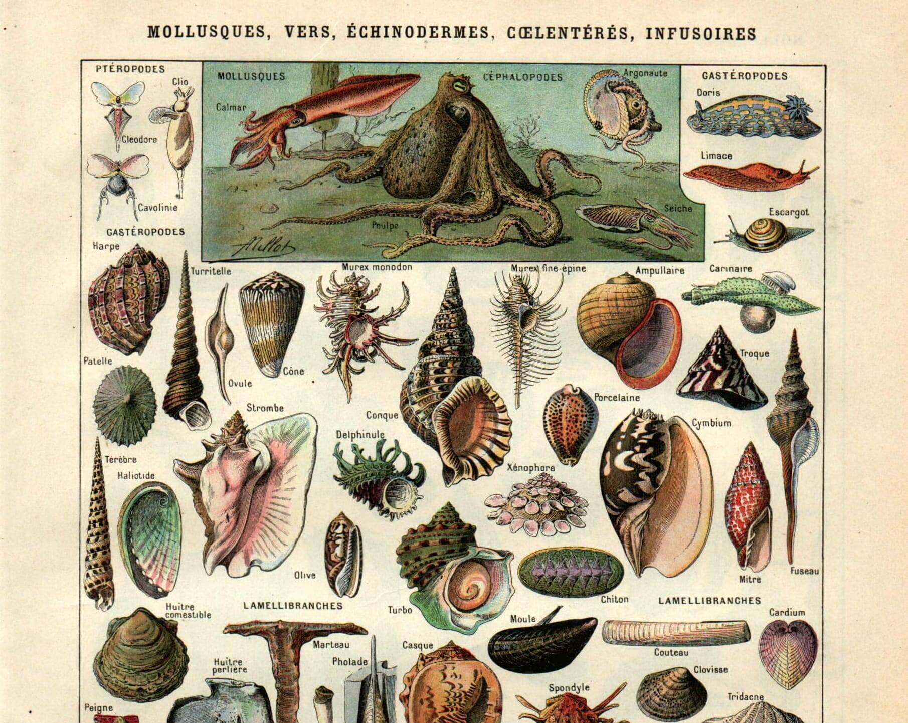 Gravure ancienne 1923 - Mollusques - mer et Océan - planche vintage