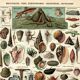 Gravure ancienne 1923 - Mollusques - mer et Océan - planche vintage