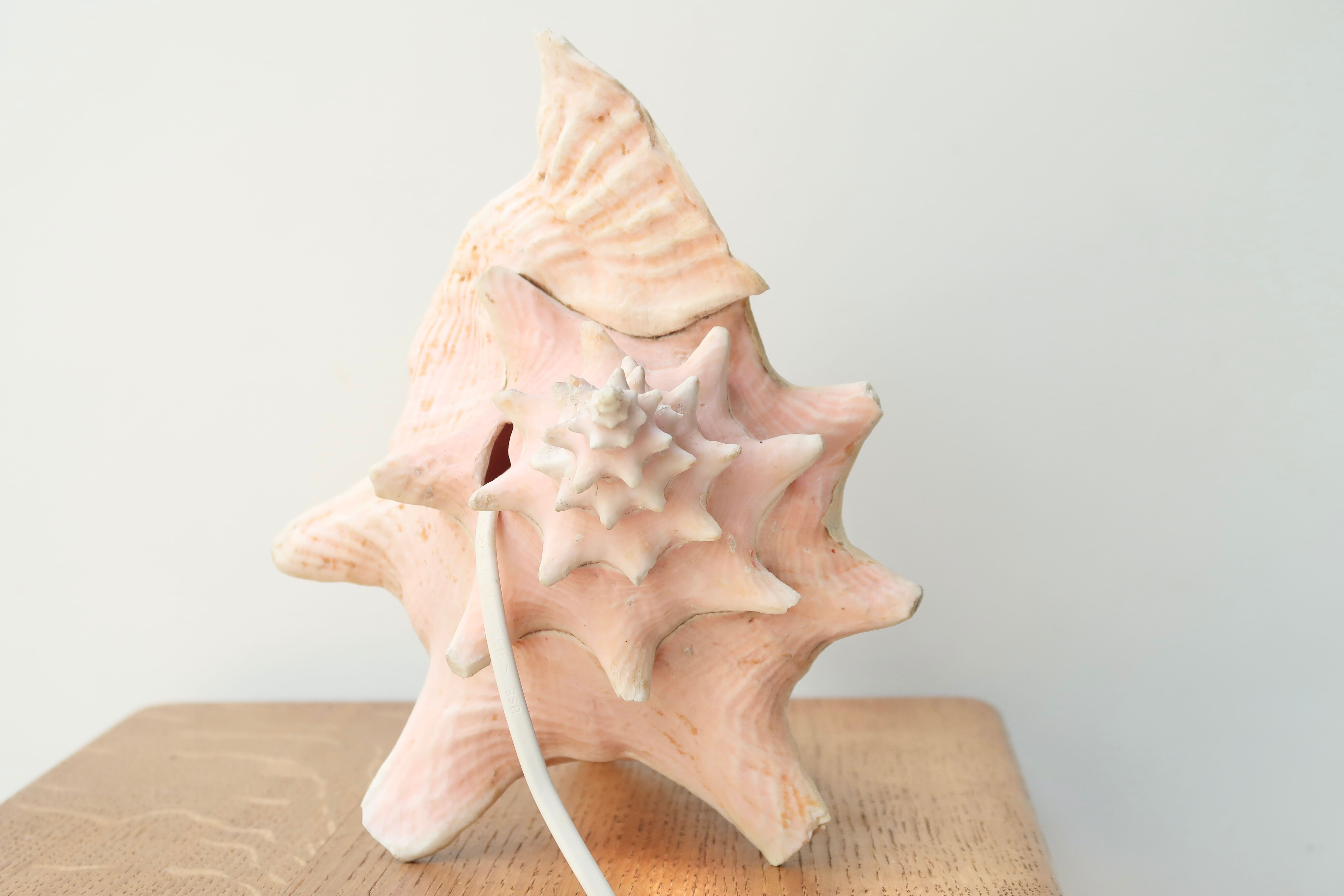 Natural shell lamp, 60s