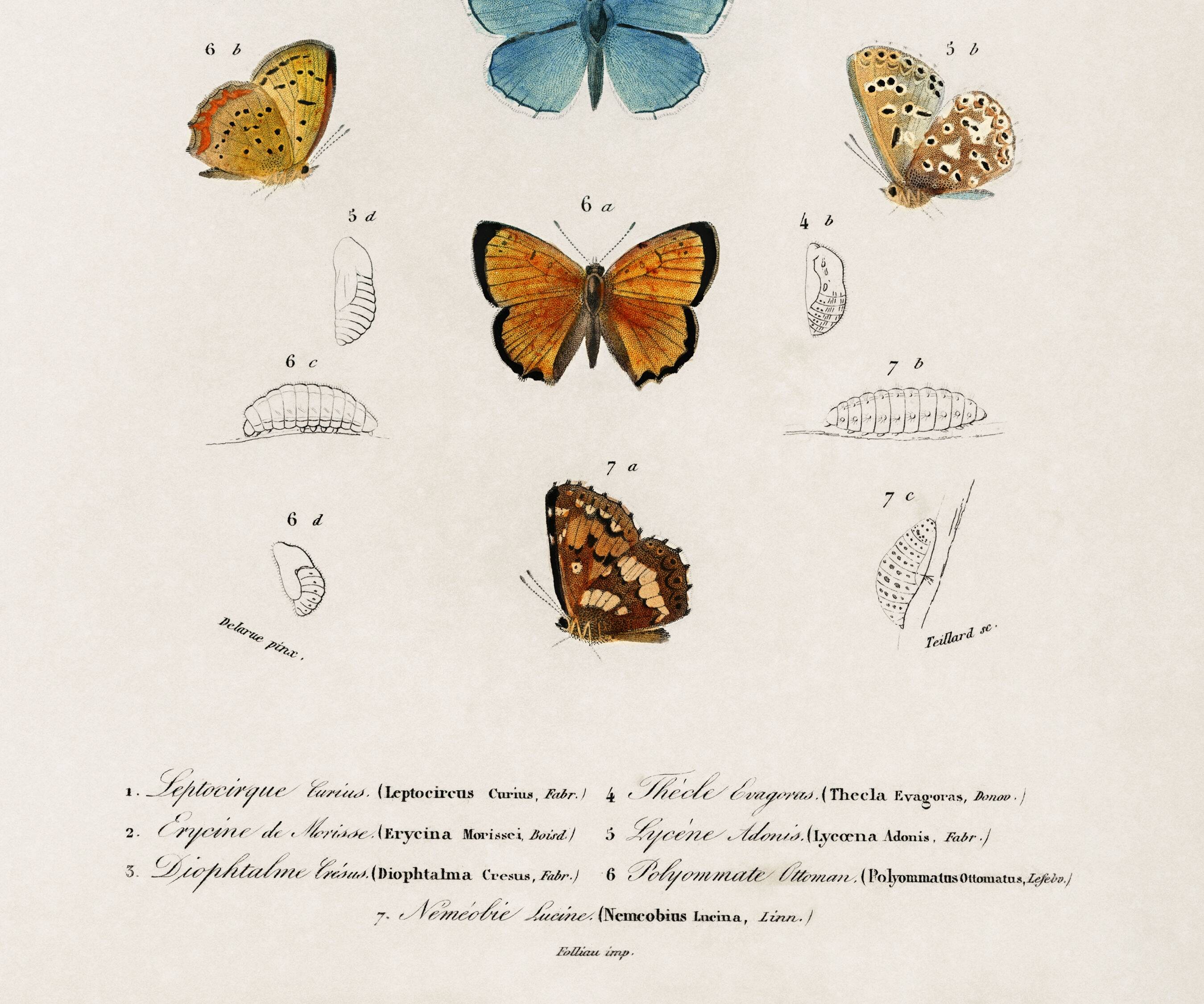 Poster on colourful butterflies, based on an old engraving from 1849.