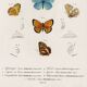 Poster on colourful butterflies, based on an old engraving from 1849.