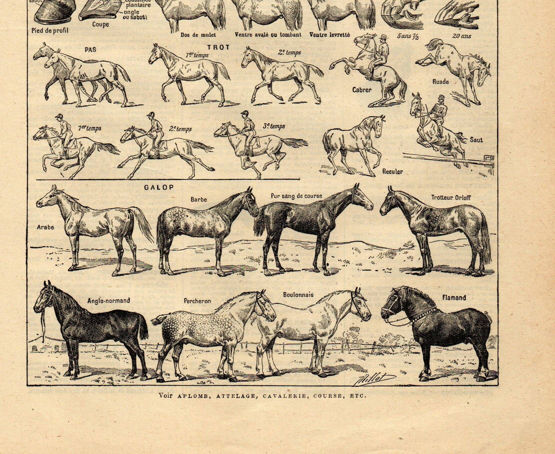 Old engraving from 1923 - Anatomy and breeds of the horse by A. Millot