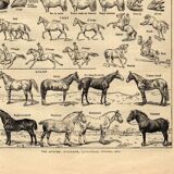 Old engraving from 1923 - Anatomy and breeds of the horse by A. Millot