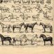 Gravure ancienne de 1923 - Anatomie et races du cheval par A. Millot