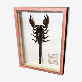 Stuffed emperor scorpion, 1960s