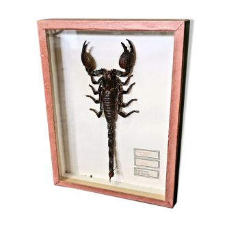 Stuffed emperor scorpion, 1960s