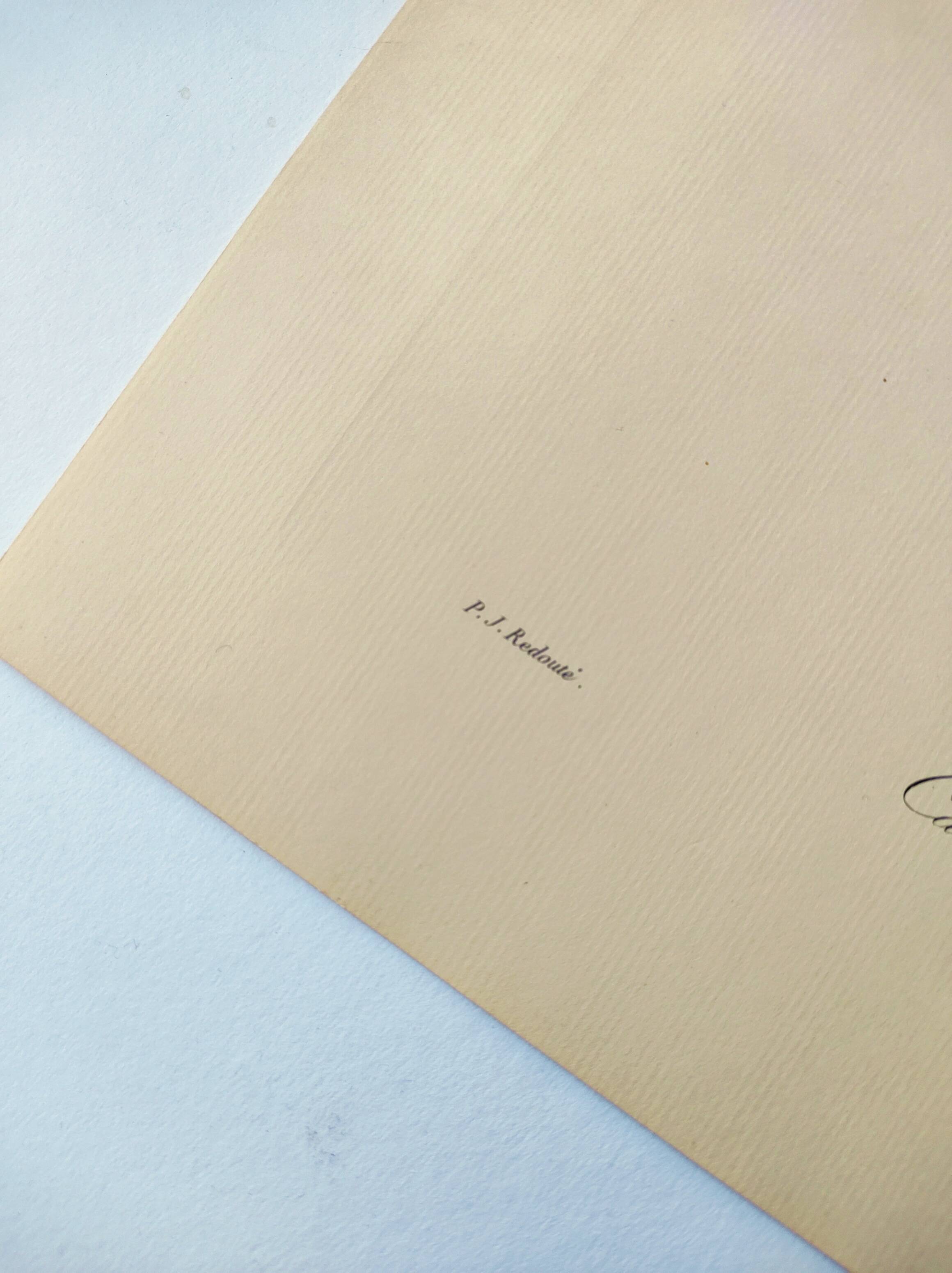 Antique fruit engraving -1955- Calville apple- By PJ Redouté. Vintage