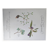 Herbal tea botanical board