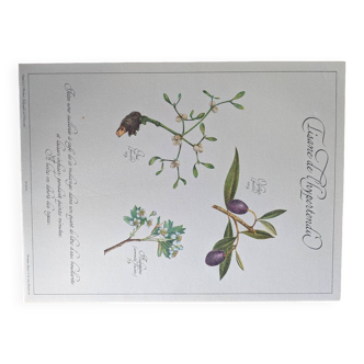 Herbal tea botanical board