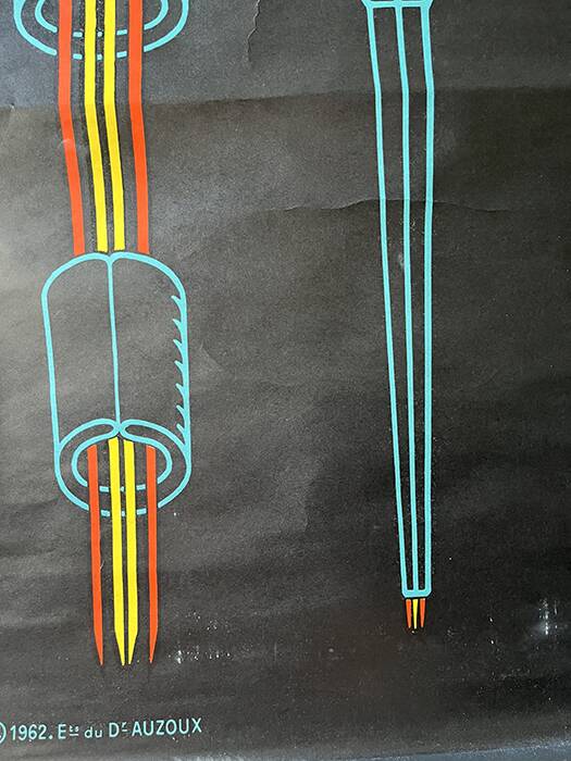 Vintage Biology Plate by Doctor Auzoux [The Cicada]