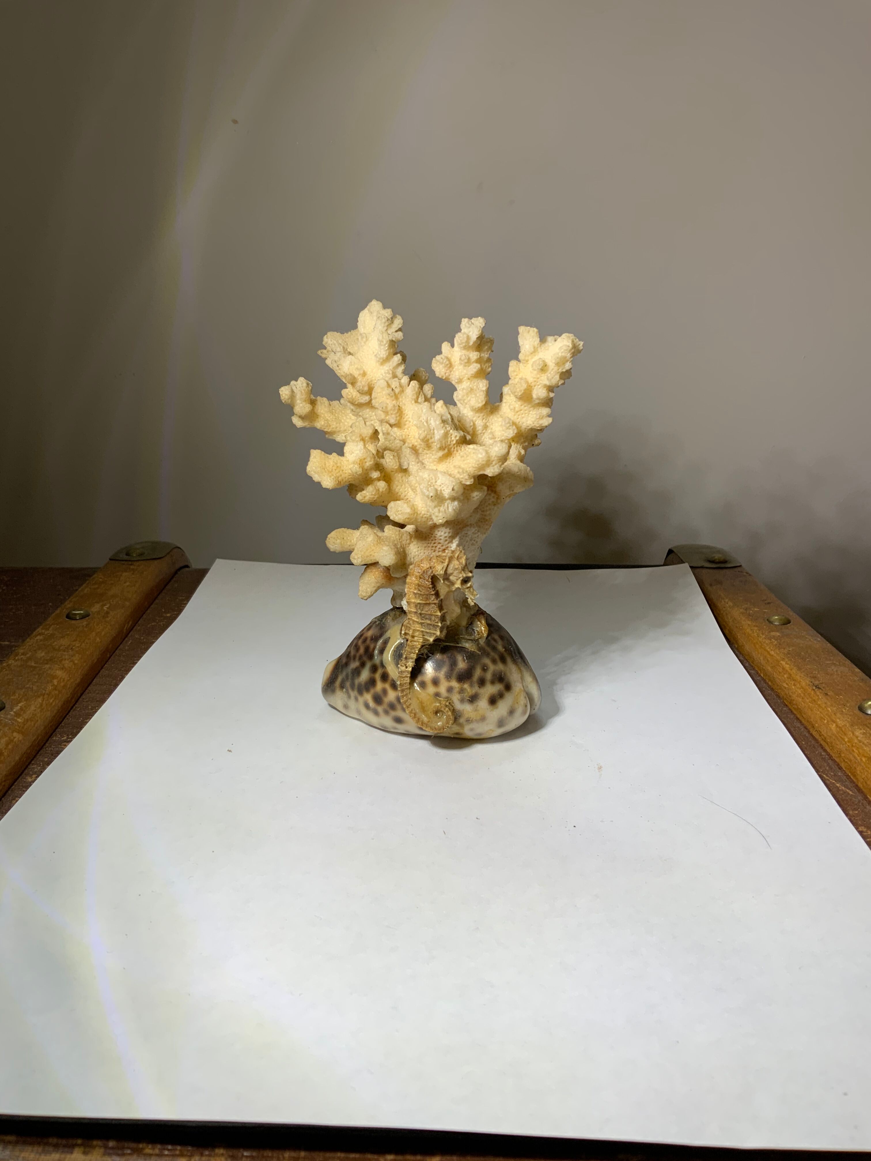 Ancient sculpture coral shell and hyppocampe souvenir vintage pacific