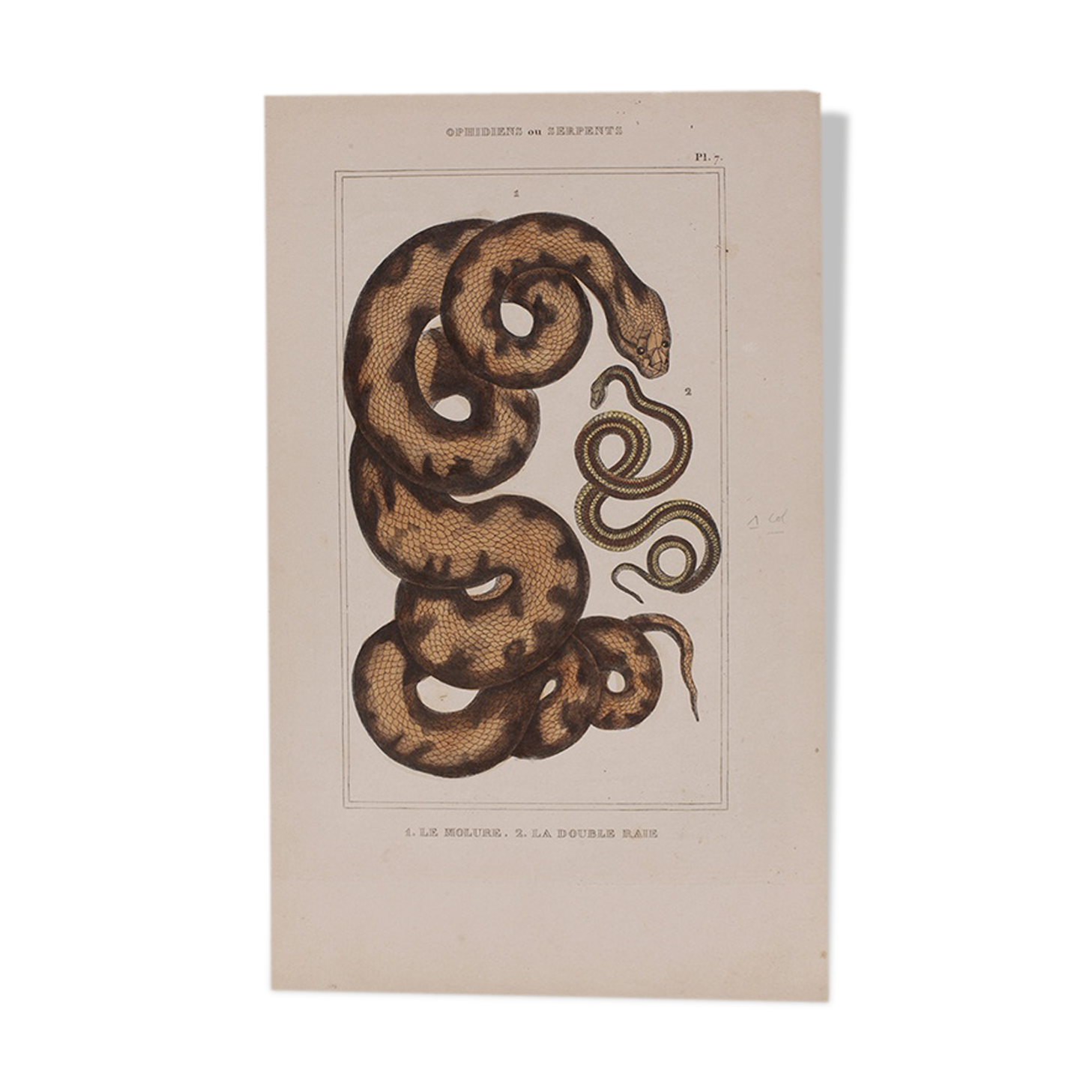Lithography engraving vintage snake - Buffon 1850
