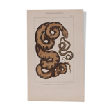 Lithography engraving vintage snake - Buffon 1850