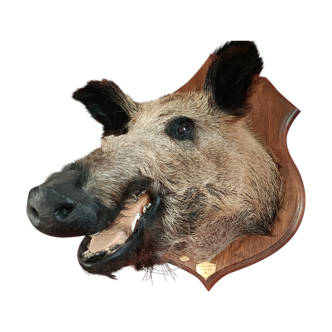 Boar head