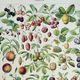 Old engraving 1928, Fruit of our regions, fruit harvest • Lithograph, original illustration