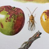 Affiche botanique 'Insectes' Illustration ancienne, années 60