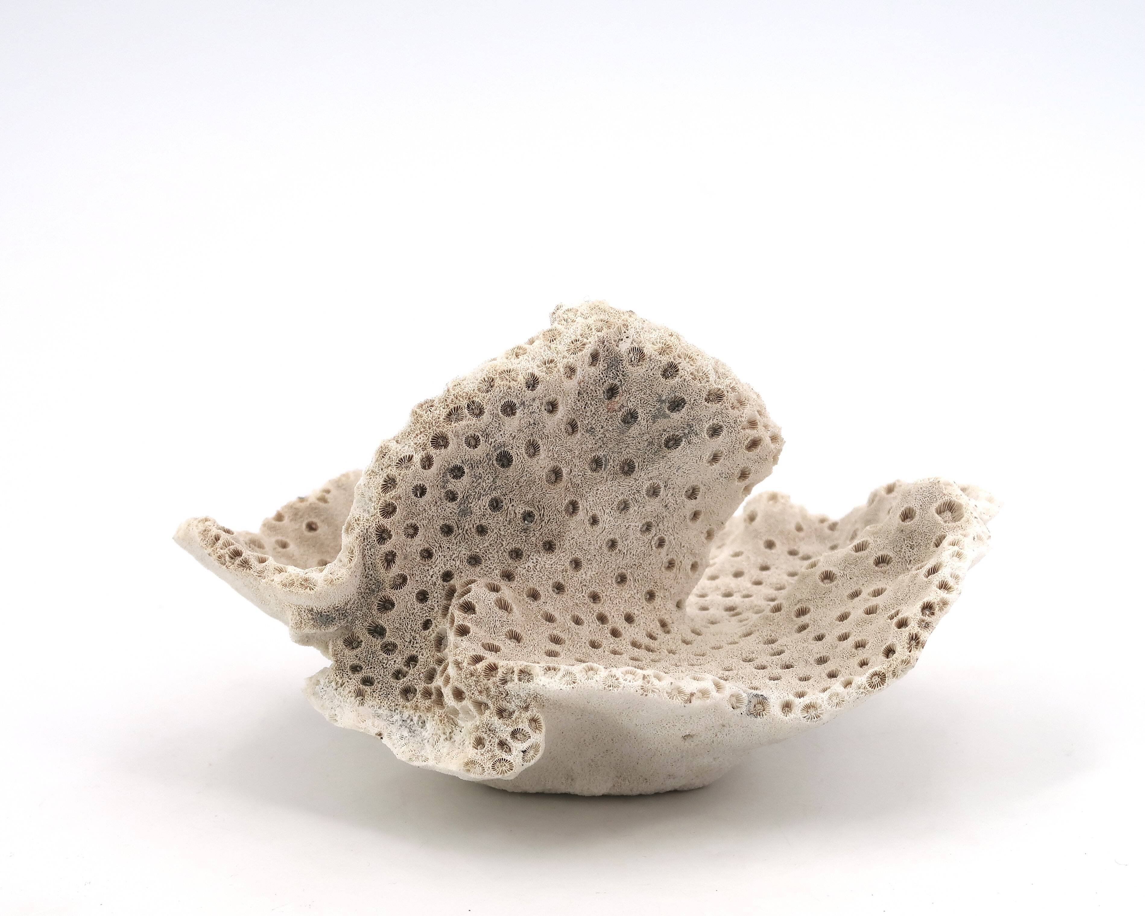 Vintage natural white coral, curiosity cabinet, 1970s