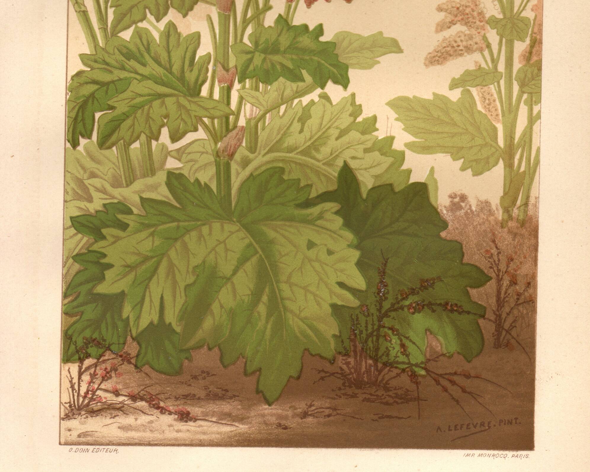 Botanical engraving from 1889 - Common rhubarb. Antique lithograph.