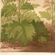 Botanical engraving from 1889 - Common rhubarb. Antique lithograph.