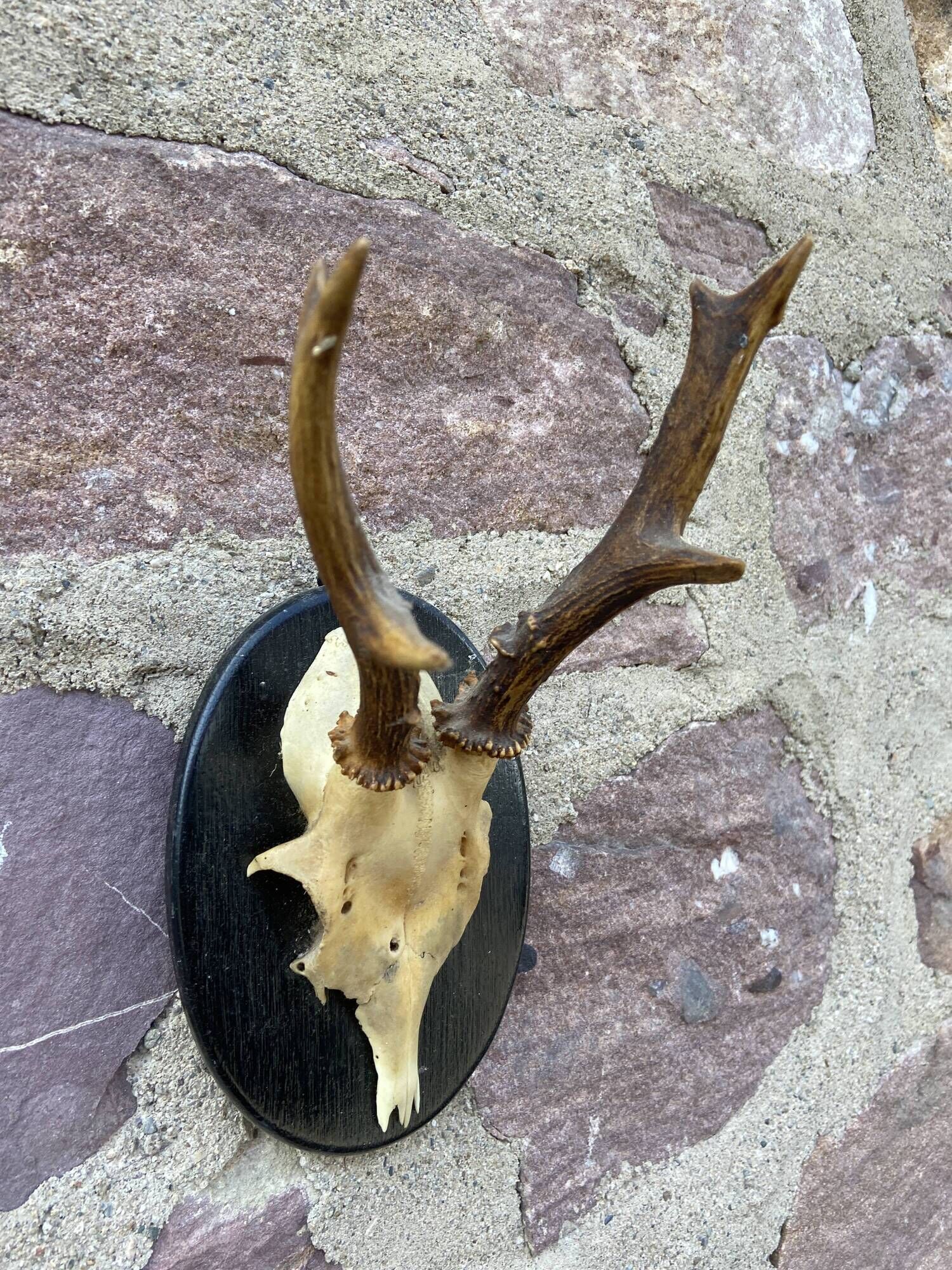 Set of 24 ancient hunting trophies cabinet of curiosities