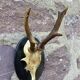 Set of 24 ancient hunting trophies cabinet of curiosities