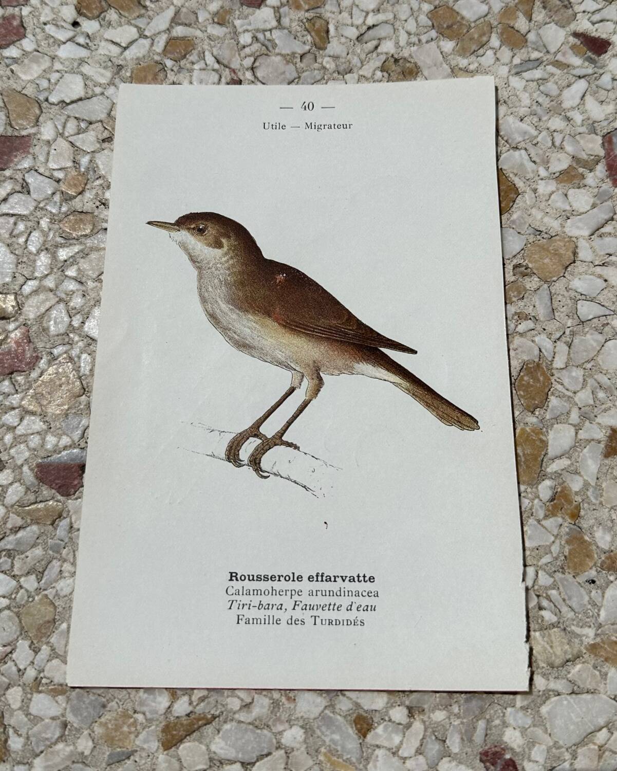 Gravure botanique ancienne planche naturaliste oiseaux 1903