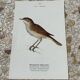 Gravure botanique ancienne planche naturaliste oiseaux 1903
