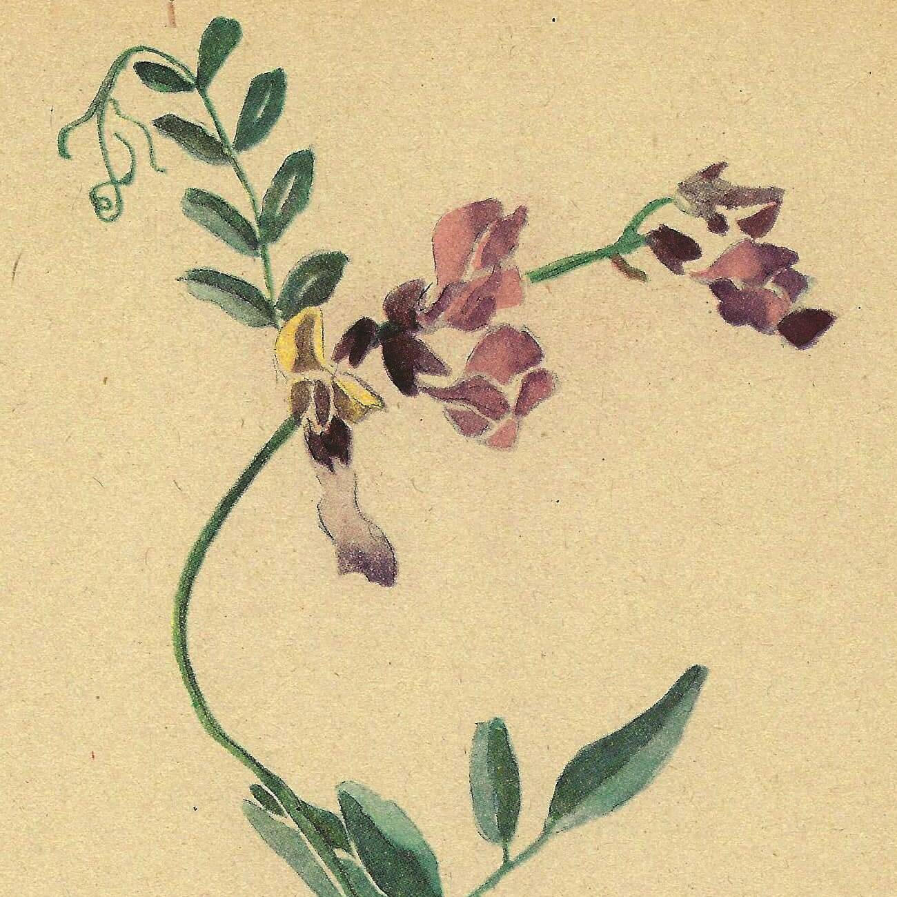 Old illustration 1948 - Vetch - Meadow flower. Botanical plate.