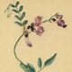 Old illustration 1948 - Vetch - Meadow flower. Botanical plate.