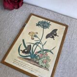 Lithograph, old botanical poster