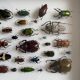 Entomological box Deyrolle Paris - Important collection of Coleoptera