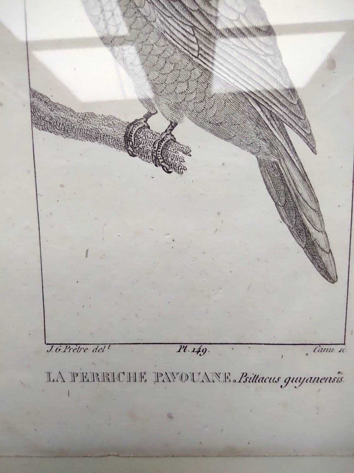 Small bird engraving from 1830 - La Parruche Pavouane - ornithological plate