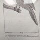 Small bird engraving from 1830 - La Parruche Pavouane - ornithological plate