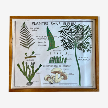 Affiche pédagogique Rossignol vintage années 60 - plantes sans fleur et classification des végétaux