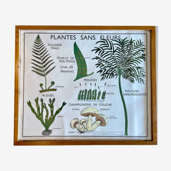 Educational poster Rossignol vintage 60s - plants without flowers and classification of plants