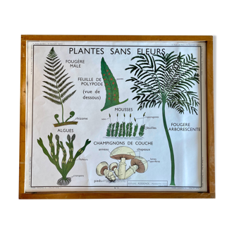 Affiche pédagogique Rossignol vintage années 60 - plantes sans fleur et classification des végétaux